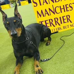 McCrae - Manchester Terrier