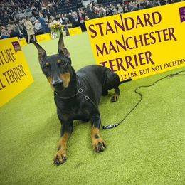 McCrae - Manchester Terrier