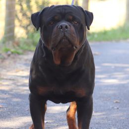 Rottweilers from Vom Hause Alistair