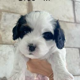 Oreo - Black and white male Cavapoo puppy in Gilbert, Arizona from Desert Willow Cavapoos