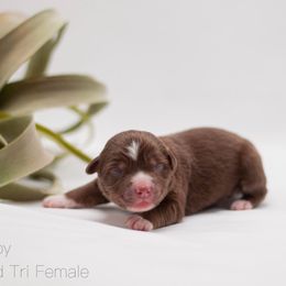 Ruby - Red tri-color Miniature American Shepherd puppy in Groesbeck, Texas from Empire Miniature American Shepherds