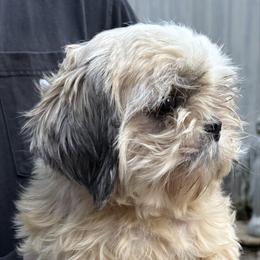 Isa - Shih Tzu