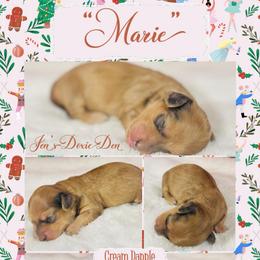 Marie - The Nutcracker Litter - Cream female Dachshund puppy in Pensacola, Florida from Jen's Doxie Den