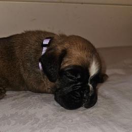 Plum Purple collar- Fawn Female - Fawn female Boxer puppy in Gloucester, Virginia from Keen Boxers
