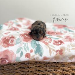 Opal - Merle female Maltipoo puppy in Huntsville, Texas from Nelson Creek Farms