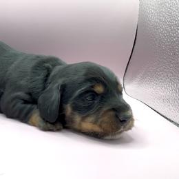 Alara - Black and tan female Dachshund puppy in Barstow, California from Kindle & Burrow Dachshunds