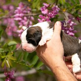 Saint Bernard Puppies from Southern Giants
