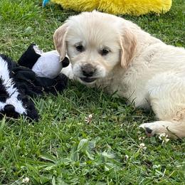 Andi - Light golden female Golden Retriever puppy in Grant County, Indiana from On The Sunny Side Pavey Farms