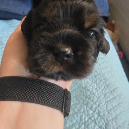 Pink collar - Black and tan female Cocker Spaniel puppy in South Milwaukee, Wisconsin from South East Wisconsin cocker spaniels