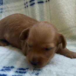 AKC Red Female - Red female Dachshund puppy in Sumrall, Mississippi from JP’s Dachshunds