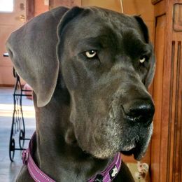 Ellie - Great Dane