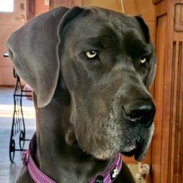 Ellie - Great Dane