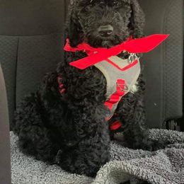 Goldendoodle Puppies from Central Texas Poodles and Doods