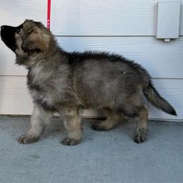 Happy (Red) - Fawn sable male Shiloh Shepherd puppy in Vancouver, Washington from North By Northwest Shilohs “NBNW”