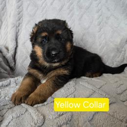Yellow Collar - Black and red male German Shepherd puppy in Sumner, Iowa from Vom Wilke Kennels