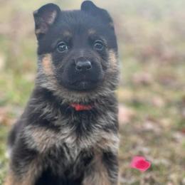 Pink girl - Black and red female German Shepherd puppy in Worthington, Indiana from Aus Gerstbrei German Shepherds