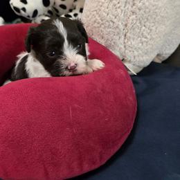 Cashew - Chocolate male Havanese puppy in East Orlando, Florida from Havanese Puppies of Central FL