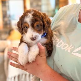 Root - Brown and white male Aussiedoodle puppy in Beaver, Utah from Rocky Ridge Ranch