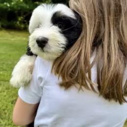 Bernedoodle, Bernese Mountain Dog, and Poodle Puppies from Bubbling Springs Doodles, LLC