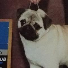 Pugs from Hoopla Pugs