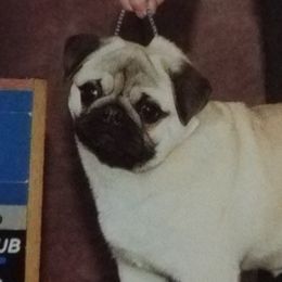 Pugs from Hoopla Pugs