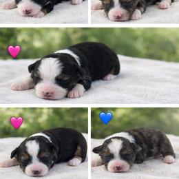Toy Australian Shepherd Puppies from Itty Bitty Aussies