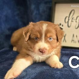 Cupid - Red tri-color male Australian Shepherd puppy in Smithfield, Utah from Invictus Farms