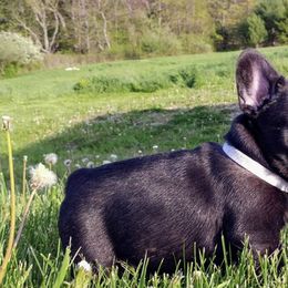 French Bulldogs from Sharon Lesio's French Bulldogs