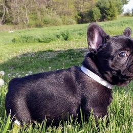 French Bulldogs from Sharon Lesio's French Bulldogs