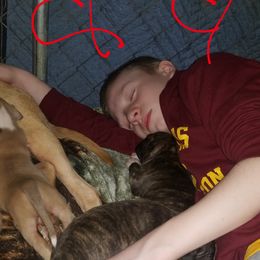 American Pit Bull Terrier Puppies from Kaotic APBTs