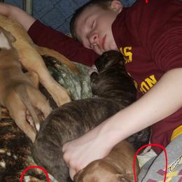 American Pit Bull Terrier Puppies from Kaotic APBTs