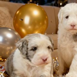Bernedoodles, Cavapoos, and Sheepadoodles from RockaDoodles