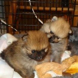 Pomeranian Puppies from Dreamweaver Poms