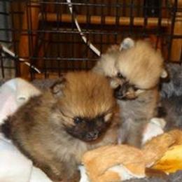 Pomeranian Puppies from Dreamweaver Poms