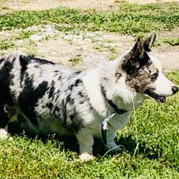 Charlene - Blue merle and white female Cardigan Welsh Corgi puppy in Kerens, West Virginia from Leather & Lace