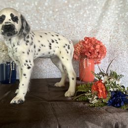 Bo Peep - White and black Dalmatian puppy in Motley, Minnesota from Dynasty Paws