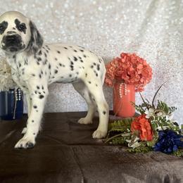Bo Peep - White and black Dalmatian puppy in Motley, Minnesota from Dynasty Paws