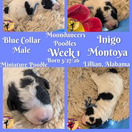 Blue Collar Male Miniature Poodle - Parti male Poodle puppy in Lillian, Alabama from Moondancers Poodles