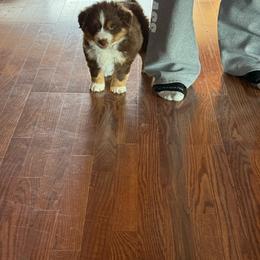 Red male - Red tri-color male Miniature American Shepherd puppy in Centerville, Washington from Turnin Heads