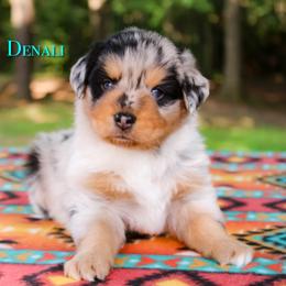 Denali - Blue merle male Australian Shepherd puppy in Coldwater, Michigan from Northern Star Australian Shepherds