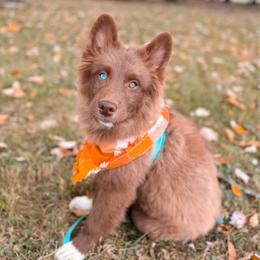 Ficelle - Chocolate male Pomsky puppy in Cleveland, Ohio from Lake Point Pomskies