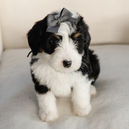 'Pippin' Gray Collar Female - Tri-color female Bernedoodle puppy in Kamas, Utah from A + E Farms