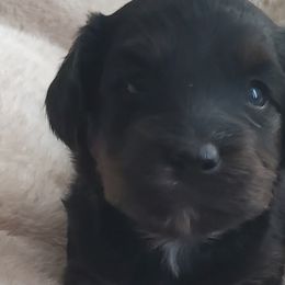 Goldendoodles and Yorkipoos from Poodles and Doodles Plus