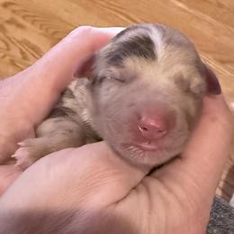 Whiskey - Red merle male Miniature Australian Shepherd puppy in Romney, West Virginia from South Branch Mini Aussies