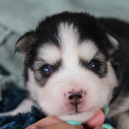Tux - Black and white male Pomsky puppy in Albany, Indiana from Hatz Off Puppies
