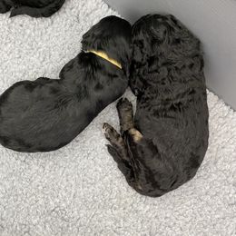 Poodle Puppies from The Rad Poodles