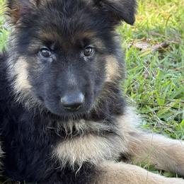 Madame Morrible - Black and red female German Shepherd puppy in Lakeland, Florida from Fur Love And Puppies