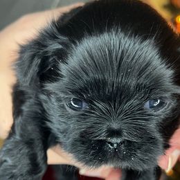 Girl 2 - Black Shih Tzu puppy in Desoto, Texas from Willow’s Wonderful Shih Tzu