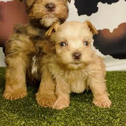 Jessie - Wheaten female Miniature Schnauzer puppy in Edinburg, Texas from Forever Schnauzers