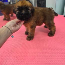 Red girl - Wheaten female Soft Coated Wheaten Terrier puppy in Casselberry, Florida from Timberlane
